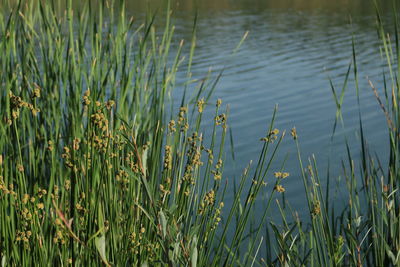 Close-up of grass growing in lake