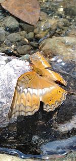 High angle view of butterfly on rock