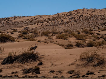 Scenic view of desert against clear sky