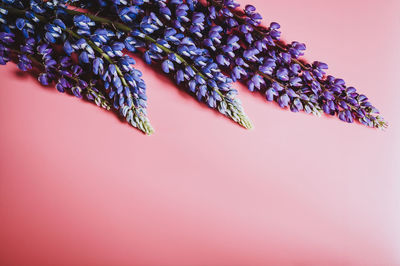 Close-up of pink flowering plant against white background