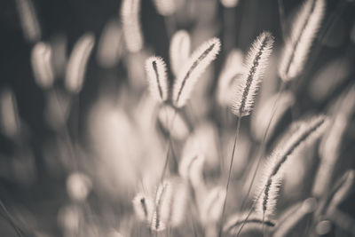 Close-up of plant