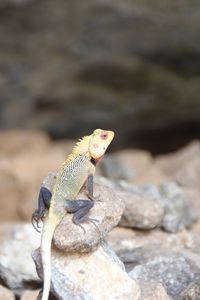 Close-up of lizard on rock