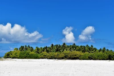 Trees growing on beach against blue sky