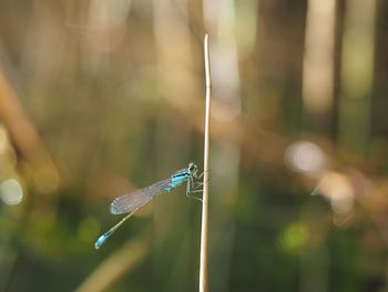 Close-up of dragonfly on a blurred background