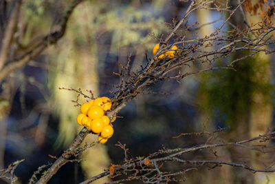 Close-up of yellow flower growing on tree