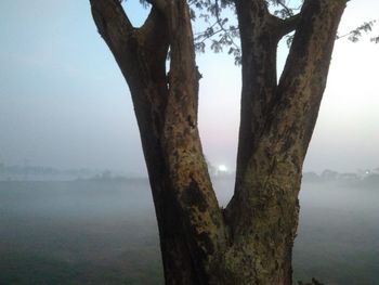 Tree by sea against sky