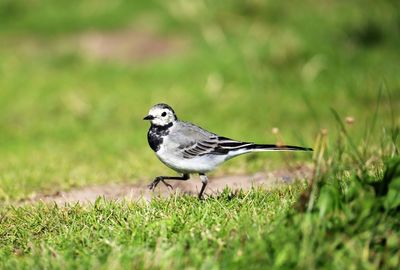 Bird perching on a field