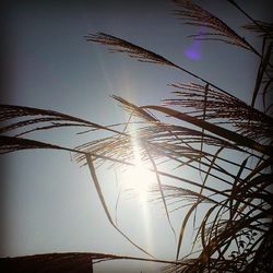 Low angle view of sun shining through clouds