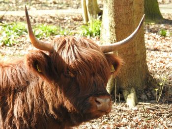 Highland cattle on field