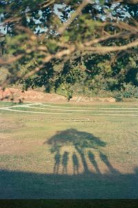 High angle view of shadow on field