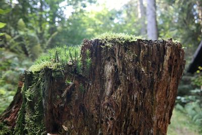 Plants growing on damaged tree trunk