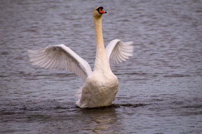 Swan preening behaviour in lake