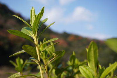 Close-up of plant growing on field