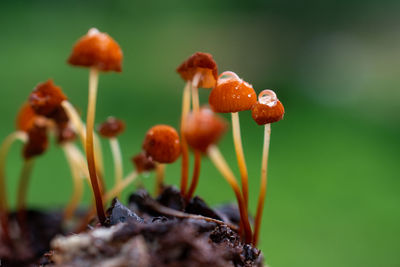 Close-up of mushrooms growing on field