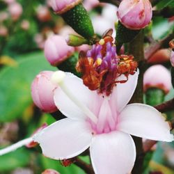 Close-up of pink flowering plant