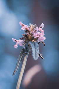 Close-up of pink flowering plant