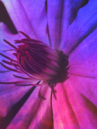 Close-up of butterfly on purple flower