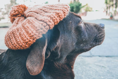 Close-up of a dog looking away