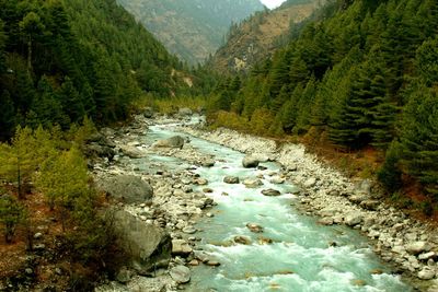 Scenic view of river flowing through forest