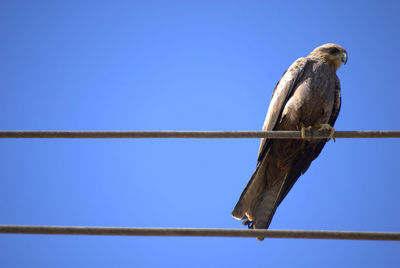 Low angle view of hawk perching against clear sky