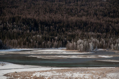 Scenic view of trees in forest during winter