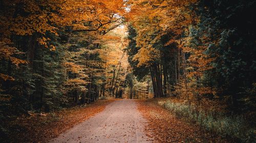 Road amidst trees in forest during autumn