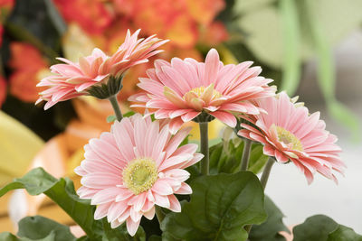 Gerbera daisy in the vase