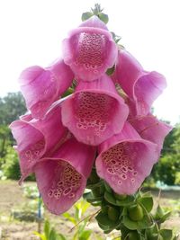 Close-up of pink flowers