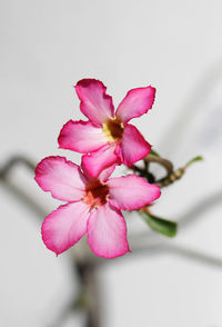 Close-up of pink flower blooming outdoors