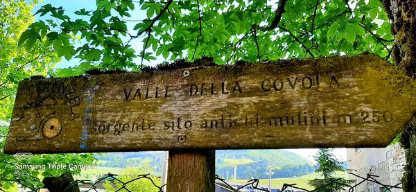 Low angle view of text on tree trunk