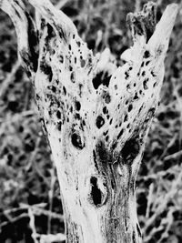 Close-up of leaf on tree trunk