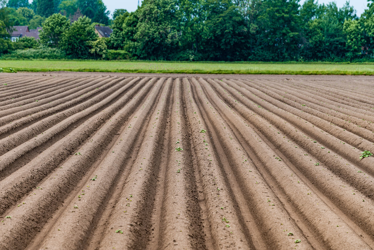 SCENIC VIEW OF FIELD