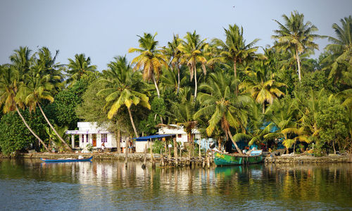 Scenic view of palm trees by lake against sky