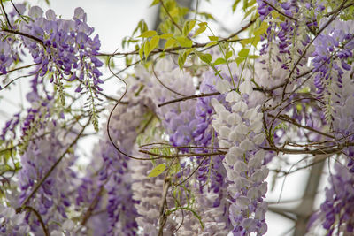 Beautiful wisteria hanging flowers for decoration in the garden with sun light in spring season
