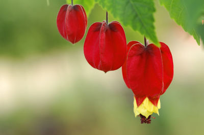 Close-up of red flowers against blurred background