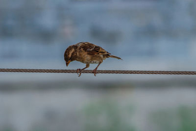 Close-up of bird perching on metal fence
