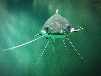 Close-up of turtle swimming in water