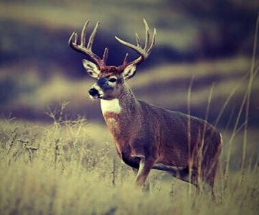 DEER STANDING OUTDOORS