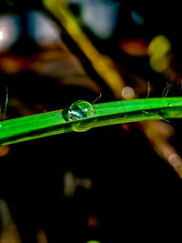 Close-up of wet leaf against black background