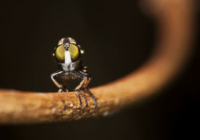 Close-up of insect on branch