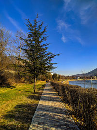 Footpath amidst trees against sky