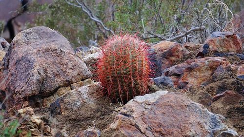 Plants growing on tree