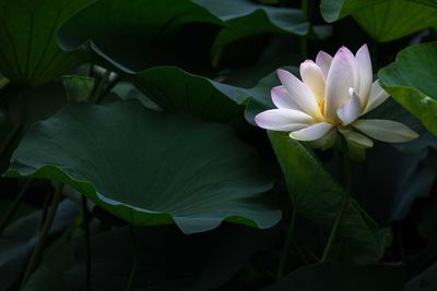 Close-up of white water lily