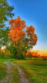 Road passing through forest