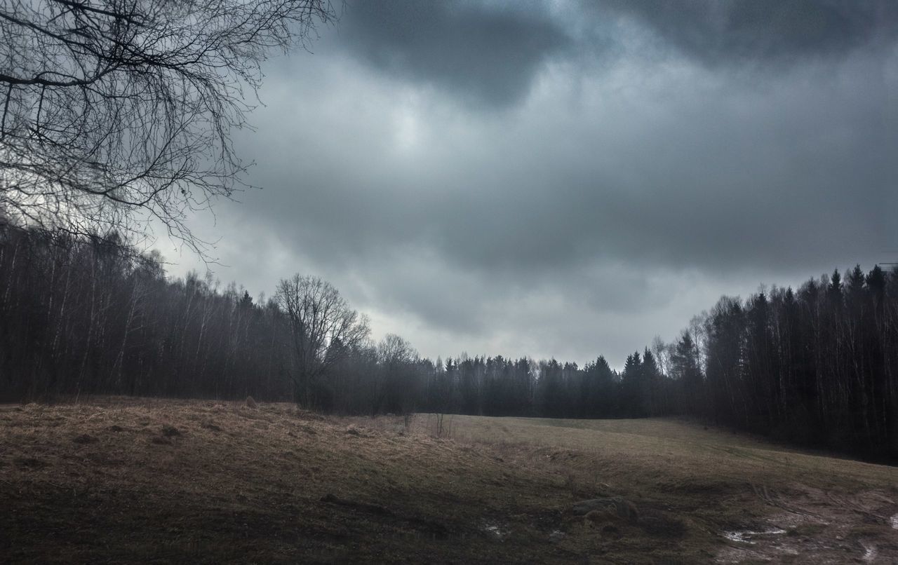 tree, nature, tranquility, tranquil scene, scenics, beauty in nature, landscape, weather, no people, sky, cold temperature, outdoors, cloud - sky, day, bare tree, forest, fog