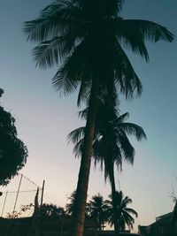 Low angle view of palm trees against clear sky