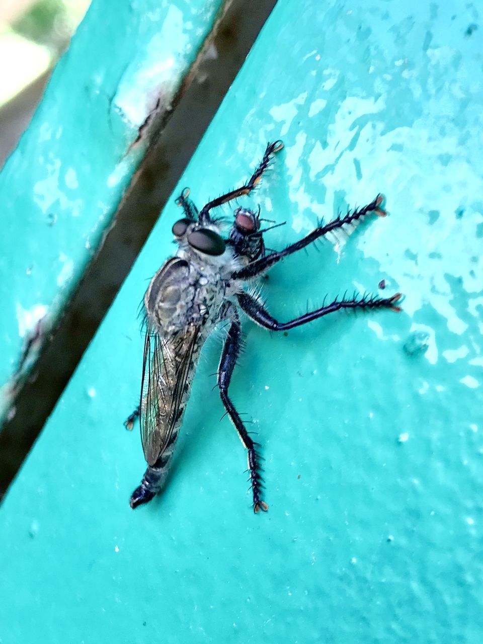 HIGH ANGLE VIEW OF INSECT ON BLUE LEAF