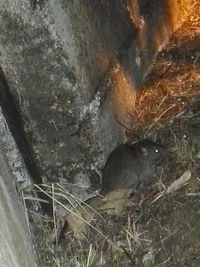 Close-up of lizard