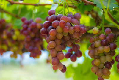 Close-up of grapes growing in vineyard