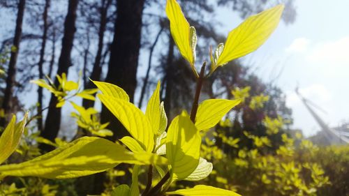 Close-up of yellow leaves on plant